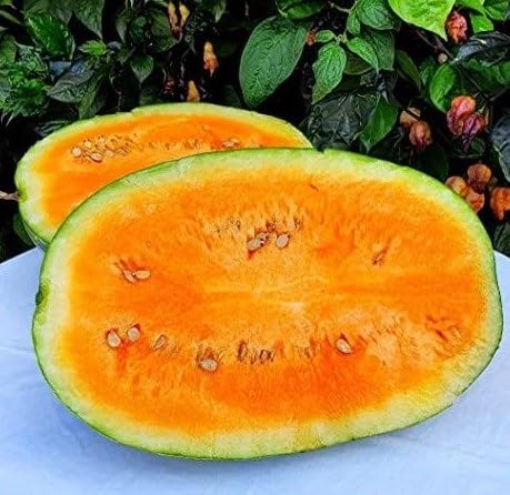 Orange Watermelon Seeds – Heirloom, Non-GMO, High Germination Organic Garden Seeds