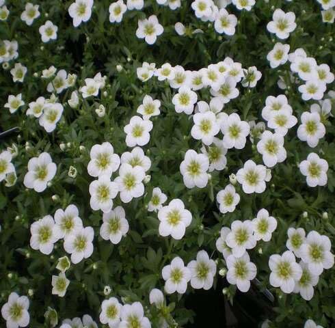 White Saxifrage Flower Seeds – Heirloom Non-GMO High Germination Organic Seeds
