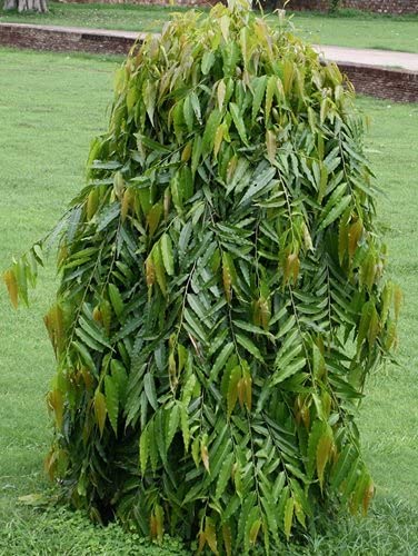 Ashoka Tree Seeds – Heirloom, Non-GMO, High Germination Organic Garden Seeds