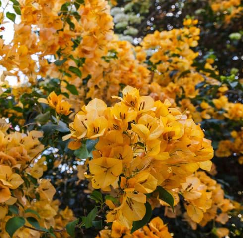 yellowbougainvilleaflowerheirloomnongmo flower seeds