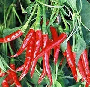 hot pepper flower seeds