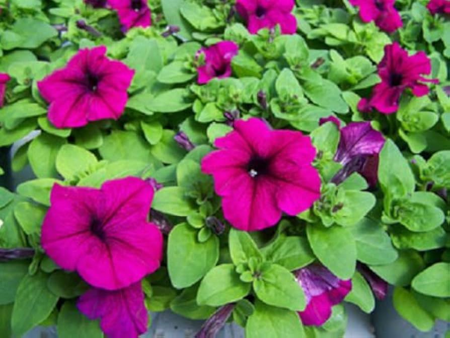 purple pelletta flower seeds