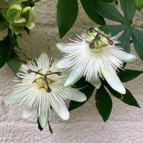 White Passiflora Flower Seeds for Planting – Heirloom, Non-GMO, High Germination