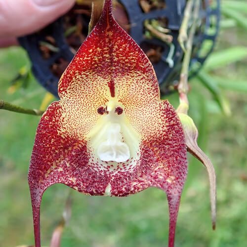 red monkey flower seeds