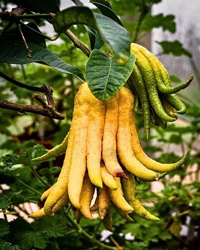 Yellow Buddha S Hand Seeds – Heirloom, Non-GMO, High Germination Organic Garden Seeds