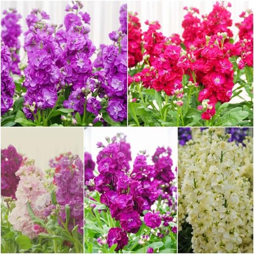 Mixed Matthiola Incana Flower Seeds – Heirloom, Non-GMO, High Germination Seeds