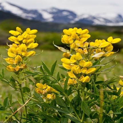 Yellow Thermopsis Flower Seeds Heirloom Non-GMO High Germination Organic Garden Seeds