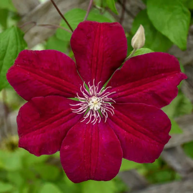Red Clematis Flower Seeds for Planting – Heirloom Non-GMO High Germination Seeds