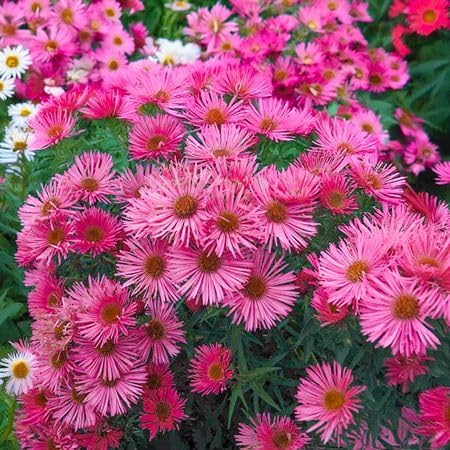 Semillas de Flor Aster Frikartii Rosa – Variedad Tradicional, No Transgénica, Semillas Orgánicas de Alta Germinación para Huerto