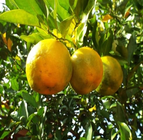 Green Yellow Bergamot Seeds Heirloom Non-GMO High Germination Organic Garden Seeds for Planting