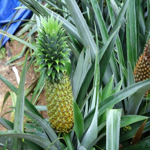 green pineappple flower seeds
