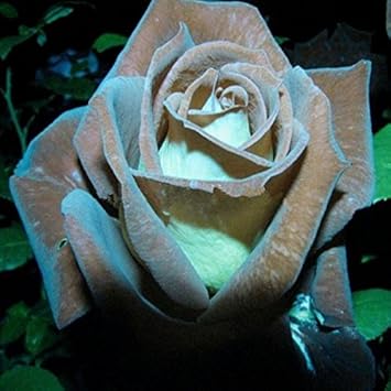 brownroseflowerheirloomnongmo flower seeds