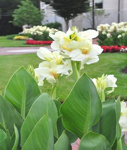 White Canna Flower Seeds Heirloom Non-GMO High Germination Organic Garden Seeds for Planting
