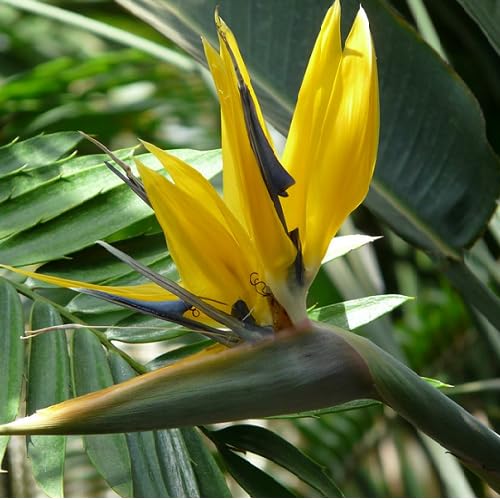 Yellow Strelitzia Flower Seeds Heirloom Non-GMO High Germination Organic Garden Seeds