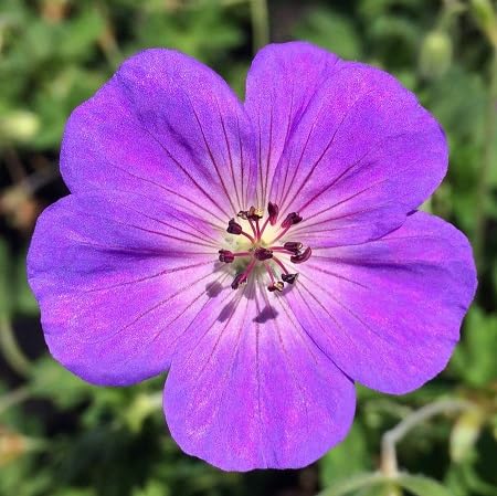 Rozanne Flower Seeds Purple for Planting – Heirloom, Non-GMO, High Germination Organic Garden Seeds