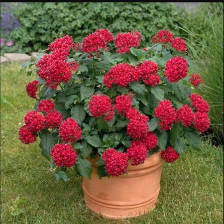 Red Pentas Flower Seeds Heirloom Non-GMO High Germination Organic Garden Seeds for Planting