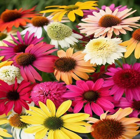 Mixed Echinacea Flower Seeds – Heirloom, Non-GMO, High Germination Seeds