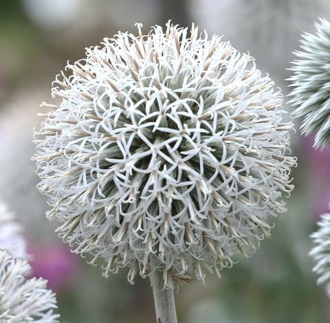 White Echinops Flower Seeds Heirloom Non-GMO High Germination Organic Garden Seeds for Planting
