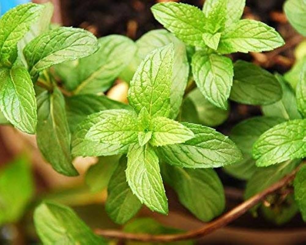 pfefferminzsamen peppermint flower seeds