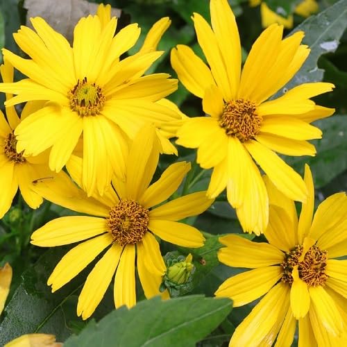 yellow daisy flower seeds