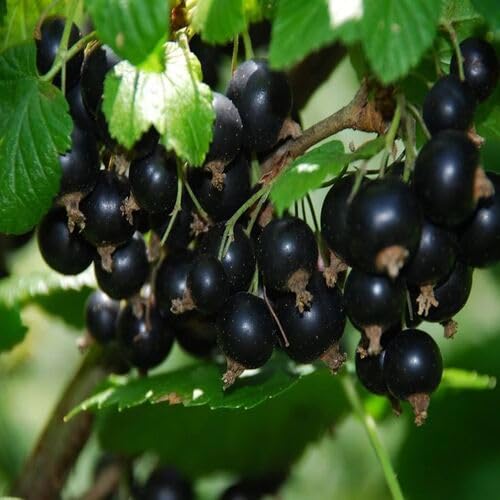 Black Nigrum Berry Seeds Heirloom Non-GMO High Germination Organic Garden Seeds for Planting