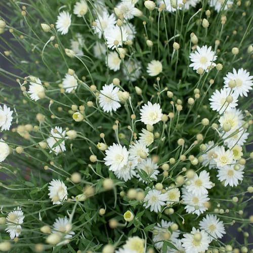 White Xeranthemum Flower Seeds – Heirloom, Non-GMO, High Germination Organic Garden Seeds