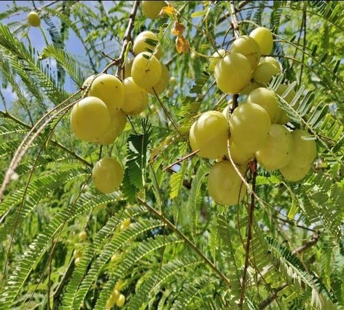 Amla Seeds – Heirloom, Non-GMO, High Germination Organic Garden Seeds