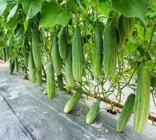Green Luffa Cylindrica Seeds – Heirloom, Non-GMO, High Germination Organic Garden Seeds Planting