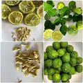 Thai Kaffir Lime Seeds for Planting – Heirloom Non-GMO High Germination Organic Garden Seeds Aromatic Citrus Leaves Seeds for Planting