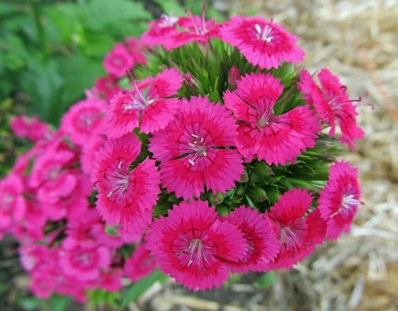 Dianthus Flower Seeds – Heirloom, Non-GMO, High Germination Organic Garden Seeds for Planting