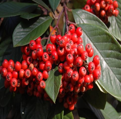Red Cotoneaster Seeds – Heirloom, Non-GMO, High Germination Organic Garden Seeds
