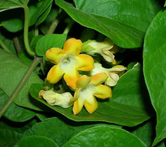 Telosma Cordata Flower Seeds Yellow – Heirloom, Non-GMO, High Germination Organic Garden Seeds for Planting