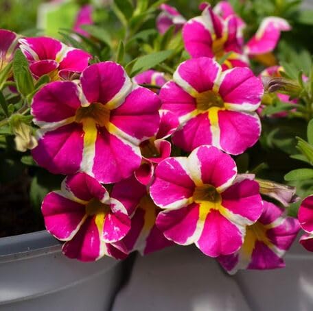 Rosa-weiße Calibrachoa Blumensamen – Heirloom, Non-GMO, hochkeimfähige Bio-Gartensamen zum Pflanzen