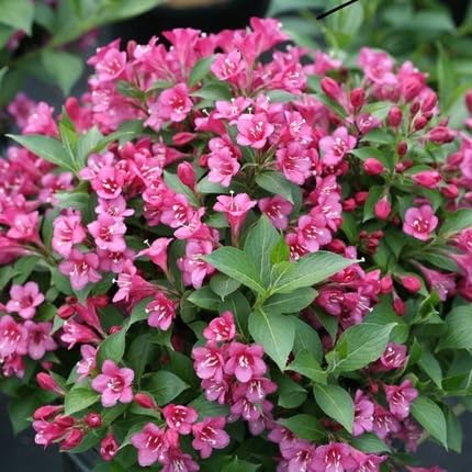 Weigela Flower Seeds Pink – Heirloom Non-GMO High Germination Organic Garden Seeds for Planting