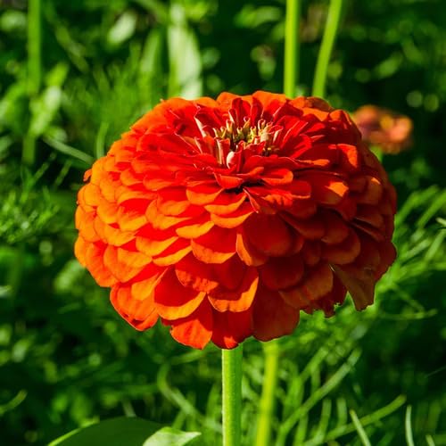 Orange Zinnia Flower Seeds – Heirloom, Non-GMO, High Germination Organic Garden Seeds for Planting