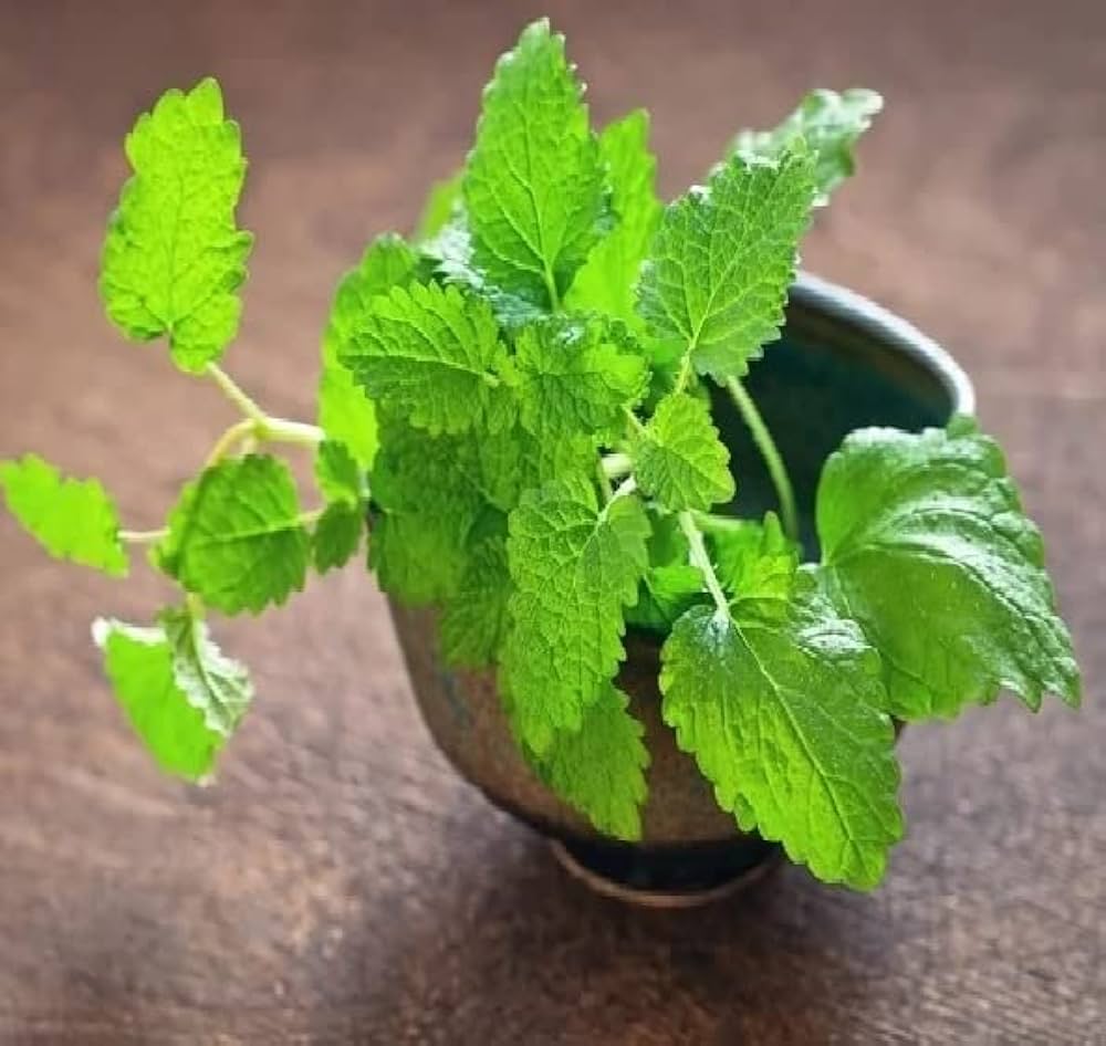 Lemon Balm herb seeds
