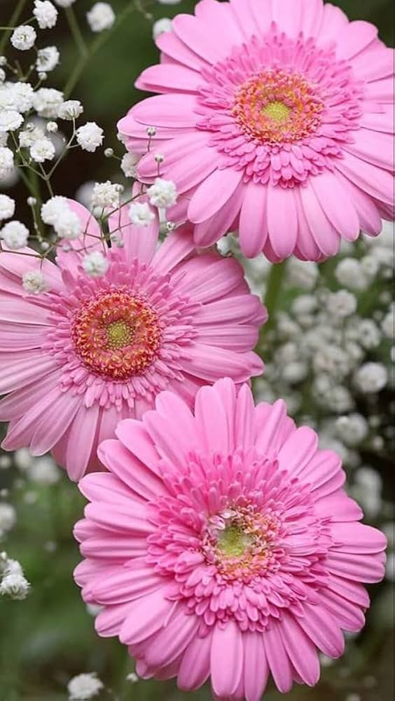 Pink Gerbera Flower Seeds – Heirloom, Non-GMO, High Germination Seeds for Planting