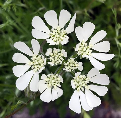 White Orlaya Flower Seeds – Heirloom, Non-GMO, High Germination Organic Garden Seeds for Planting
