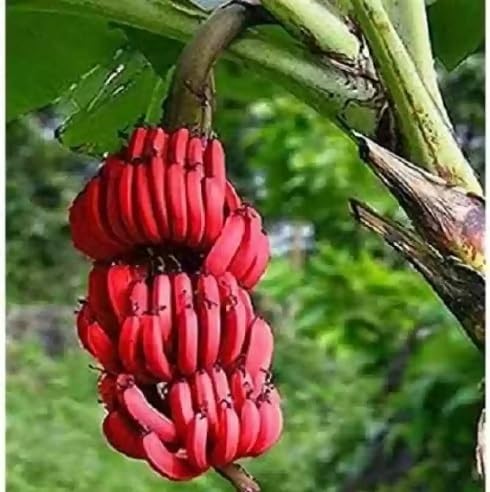 Bay Berry Seeds Red Heirloom Non-GMO High Germination Organic Garden Seeds for Planting