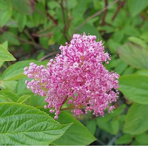 Pink Ceanothus Flower Seeds Heirloom Non-GMO High Germination Organic Garden Seeds for Planting