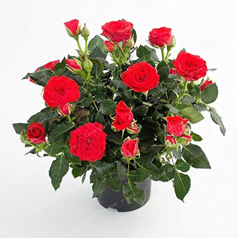 european rose flower seeds