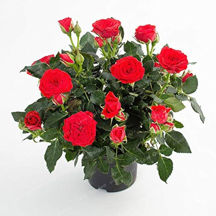 European Rose Tree Seeds for Planting