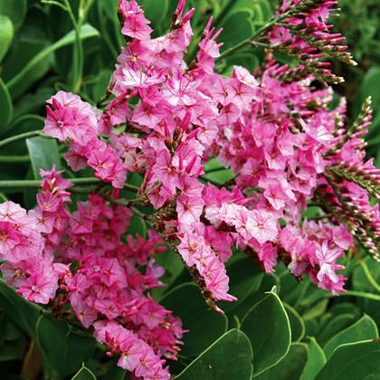 Statice Flower Seeds – Heirloom, Non-GMO, High Germination Organic Garden Seeds