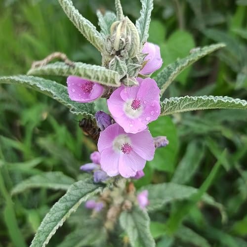 Pink Sphaeralcea Flower Seeds for Planting – Heirloom Non-GMO High Germination Organic Garden Seeds
