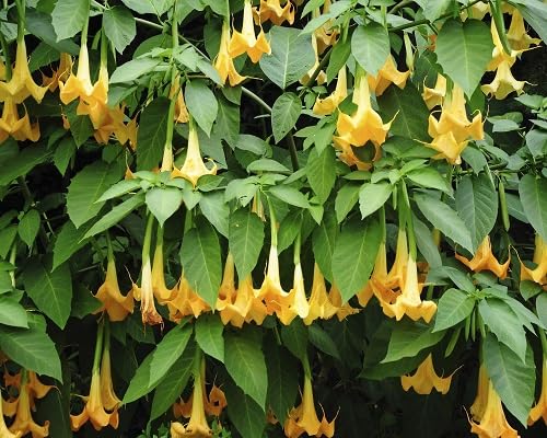 Yellow Horn Flower Seeds – Heirloom Non-GMO High Germination Organic Garden Seeds