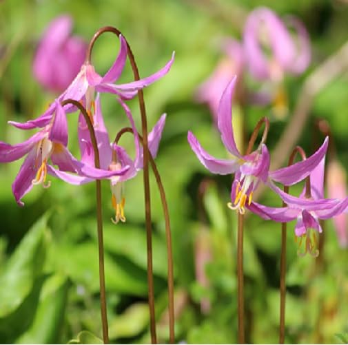 Pink Erythronium Flower Seeds Heirloom Non-GMO High Germination Organic Garden Seeds for Planting