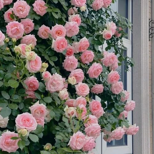 Zephirine Rose Flower Seeds – Heirloom Non-GMO High Germination Organic Garden Seeds