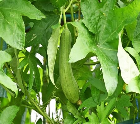 Luffa Gourd Seeds – Heirloom, Non-GMO, High Germination Organic Garden Seeds Planting