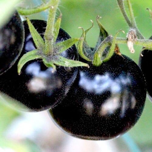 Tomato Black Seeds – Heirloom, Non-GMO, High Germination Organic Garden Seeds