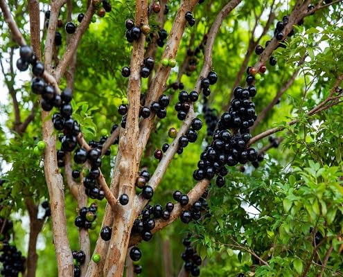 Black Jaboticaba Seeds – Heirloom, Non-GMO, High Germination Organic Garden Seeds
